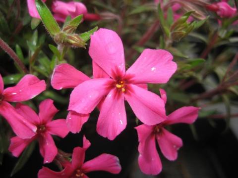 Teppich-Phlox Atropurpurea