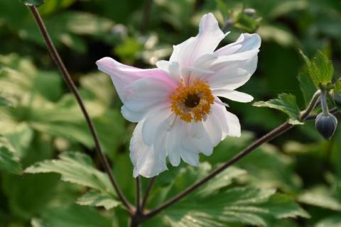 Anemone Dainty Swan