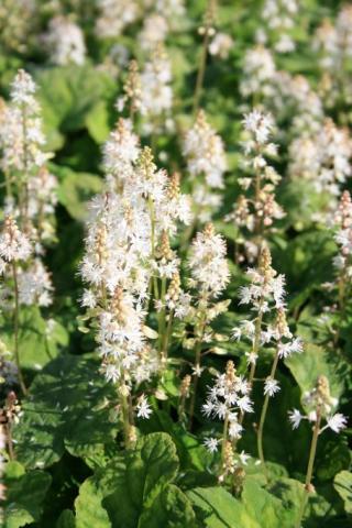 Schaumblüte