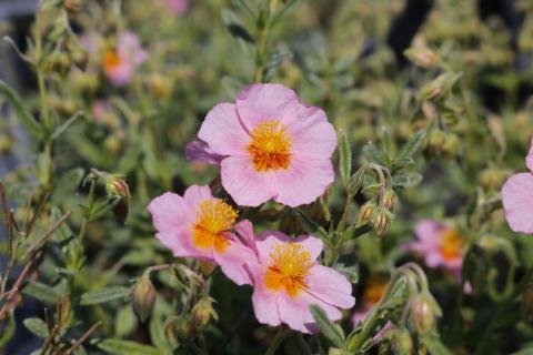Sonnenröschen Lawrensons Pink
