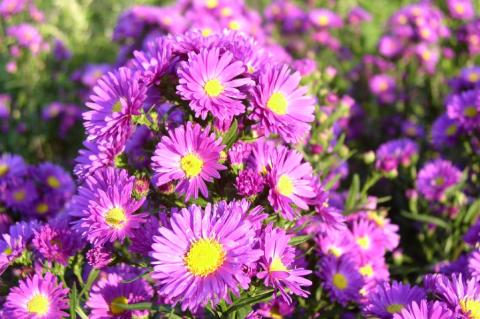 Glattblatt-Aster Karminkuppel