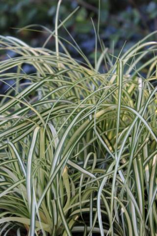 Garten-Segge Evergold