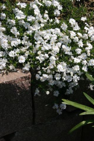 Polster-Phlox White Admiral