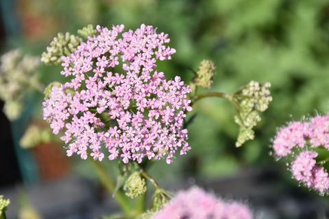 Große Bibernelle Rosea