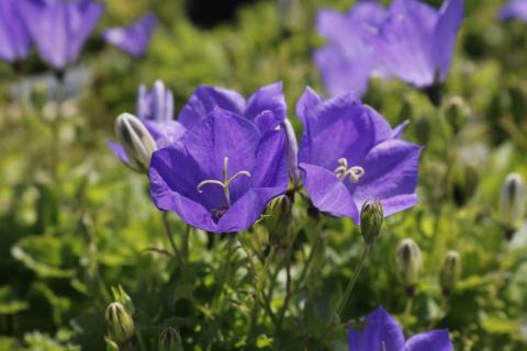 Glockenblume Blaue Clips