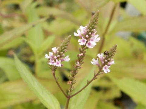 Eisenkraut Pink Spires