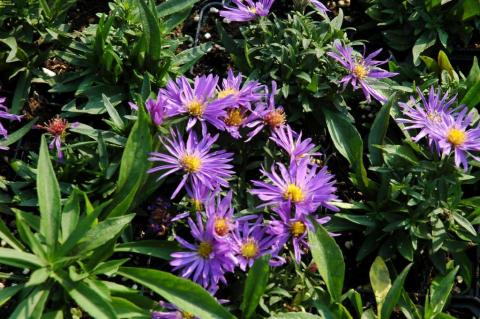 Kissen-Aster Augenweide