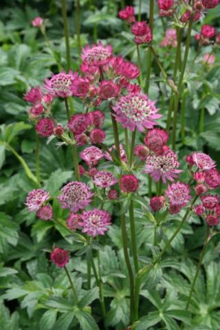 Sterndolde Star of Beauty