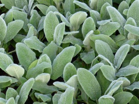 Woll-Ziest Silver Carpet