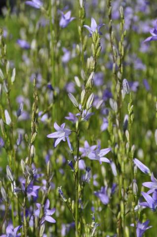 Wiesen-Glockenblume