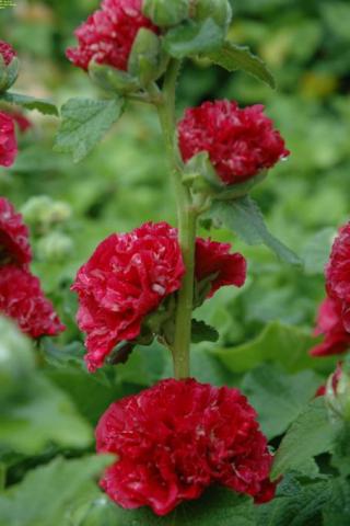 Stockrose Pleniflora rot