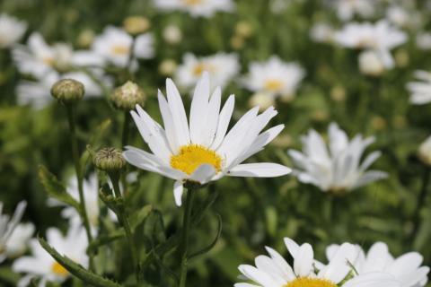 Sommer-Margerite Silberprinzesschen
