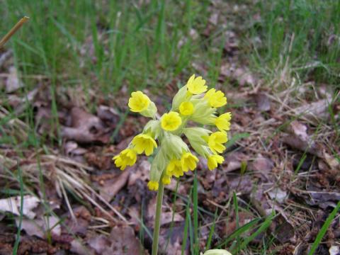 Schlüsselblume