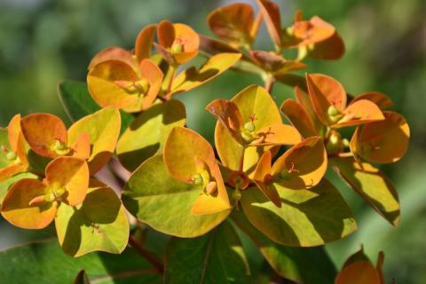 Himalaya-Wolfsmilch Beauty Orange