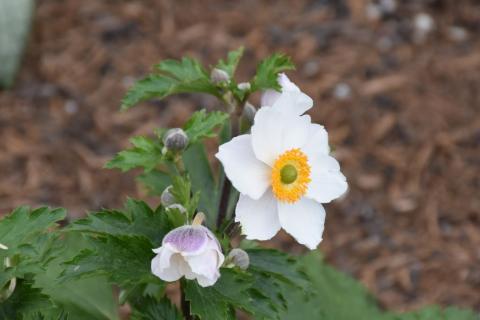 Anemone Elfin Swan