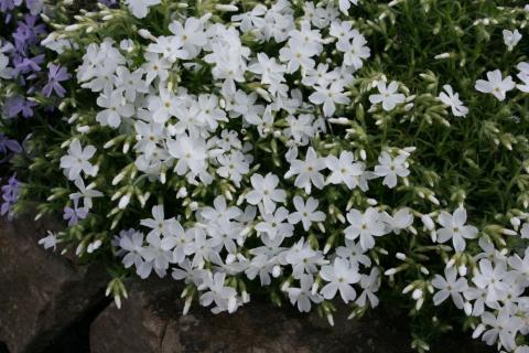 Teppich-Phlox White Delight
