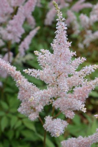 Prachtspiere Peach Blossom