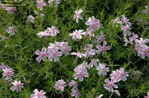 Teppich-Phlox Candy Stripes