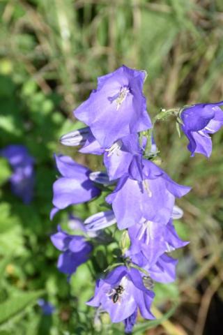 Hohe Glockenblume Grandiflora Coerulea