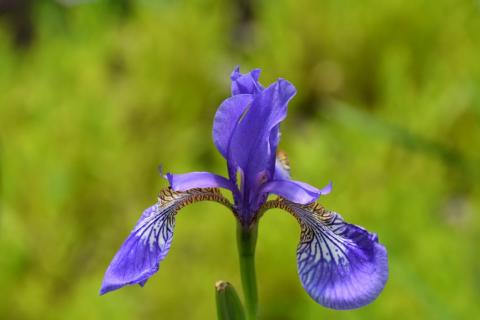 Sibirische Iris Niklassee