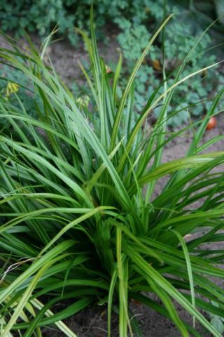 Garten-Segge Irish Green