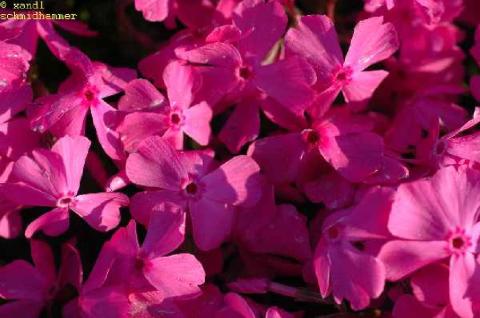 Teppich-Phlox McDaniel