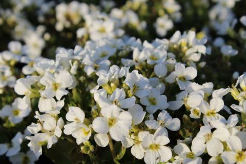 Gänsekresse Schneehaube Blütenstauden STARKL Der starke Gärtner