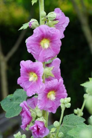 Stockrose