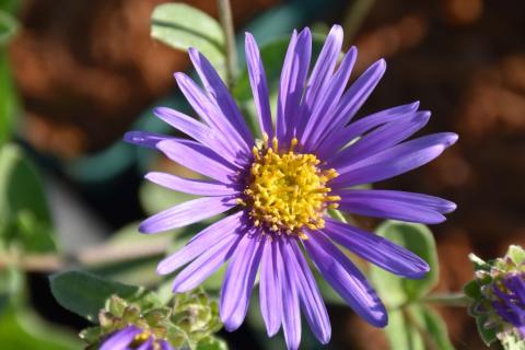 Sommer-Aster Blue King