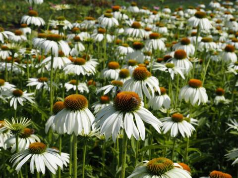 Sonnenhut Alba