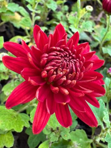 Winteraster Fellbacher Wein