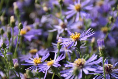 Spätsommer-Aster Twilight