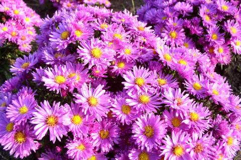 Kissen-Aster Kassel