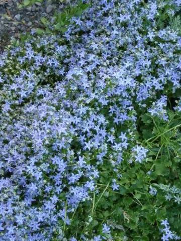 Polster-Glockenblume