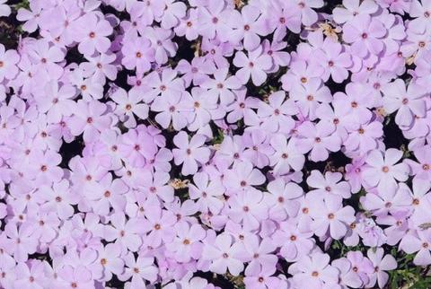 Polster-Phlox Lilac Cloud