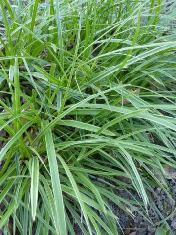 Japan-Segge Variegata