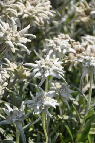 Edelweiss Matterhorn