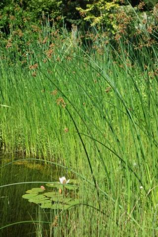 Teich-Binse