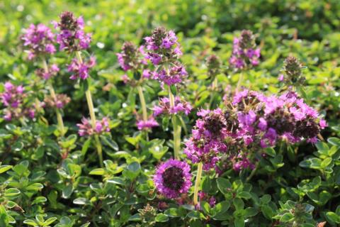 Thymian Red Carpet