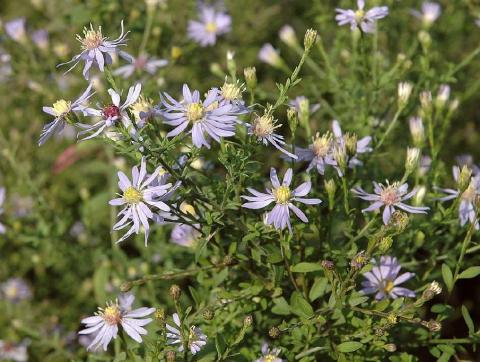 Schleier-Aster Photograph