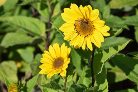 Stauden-Sonnenblume Triomphe de Gand