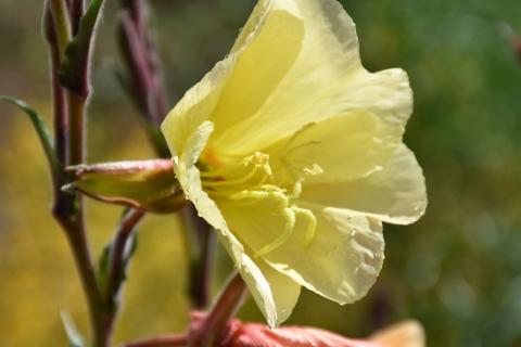 Nachtkerze Sulphurea