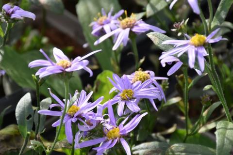 Sommer-Aster Danzig
