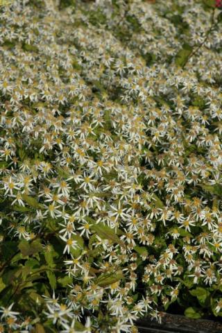 Wald-Aster