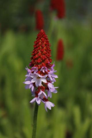Orchideen-Primel