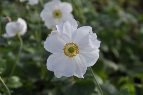 Herbst-Anemone Honorine Jobert