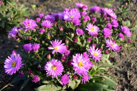 Kissen-Aster Rosenwichtel