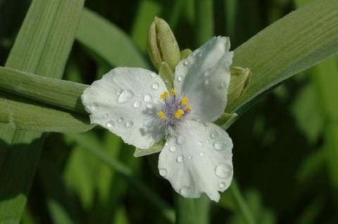 Dreimasterblume Blanca