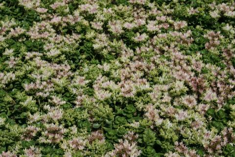 Teppich-Sedum Album Superbum