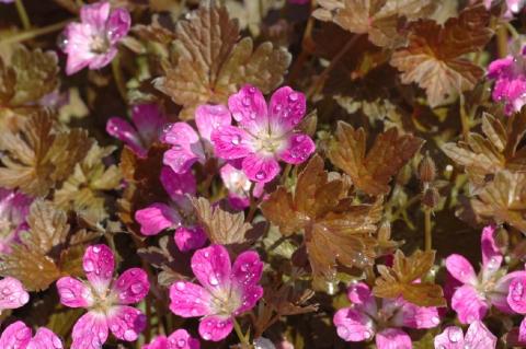 Storchschnabel Orkney Cherry